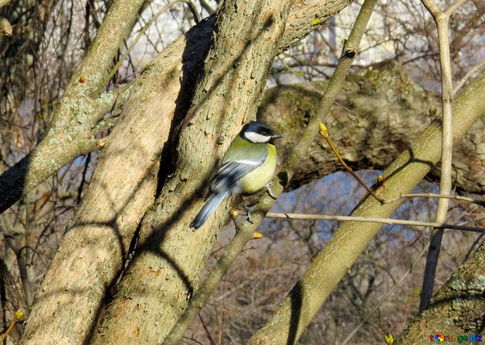Синица поет