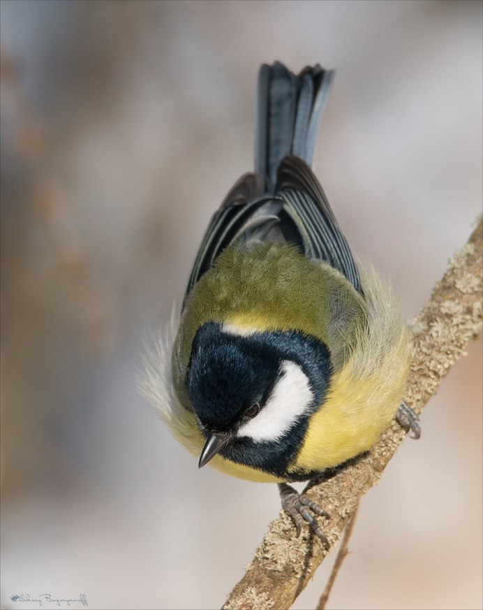 Лазоревка на Сале