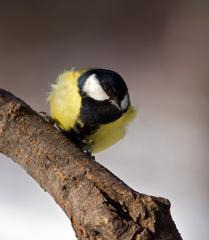Расцветка синички
