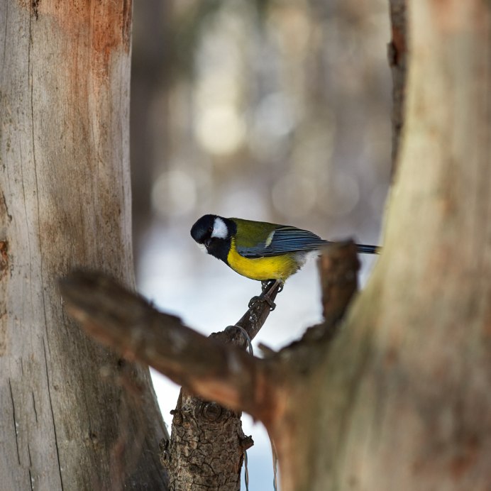 Синица сидит