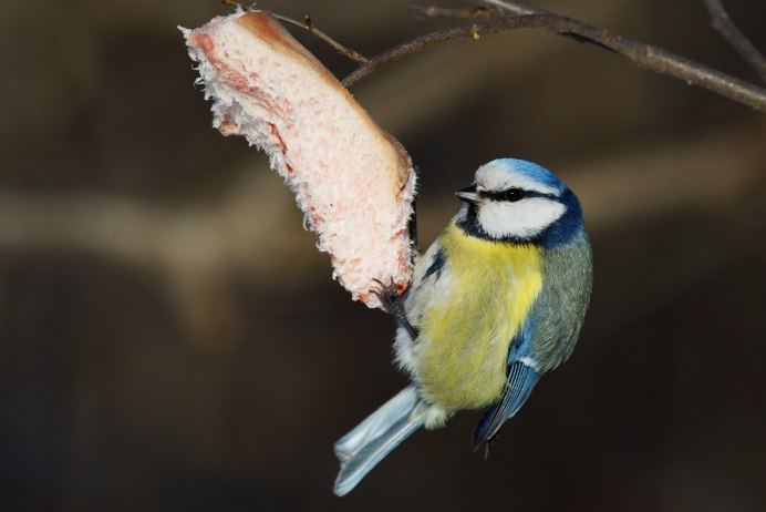 Стайка синичек