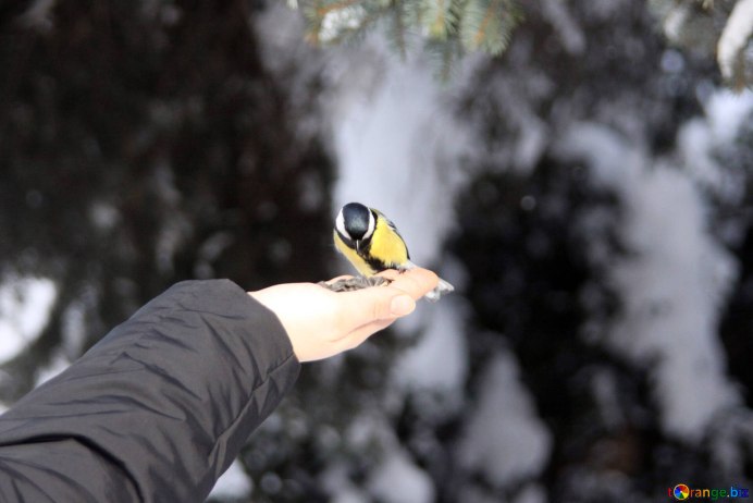 Синица Parus Major