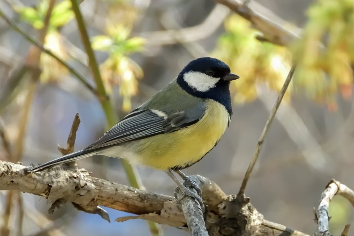 Лазоревка и большая синица