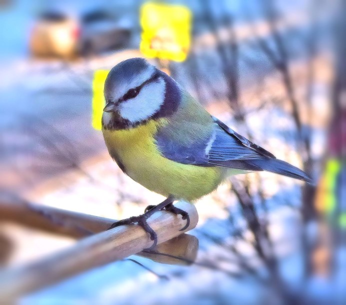 Лазоревки научение