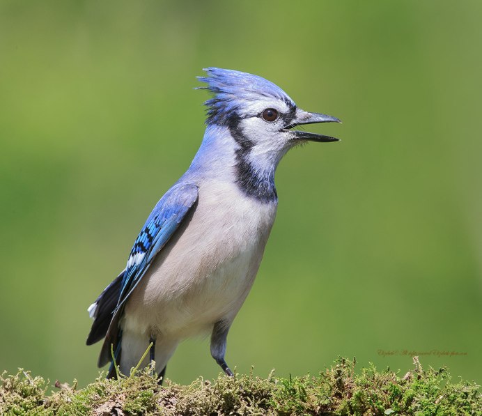 Хохлатая Пичуга