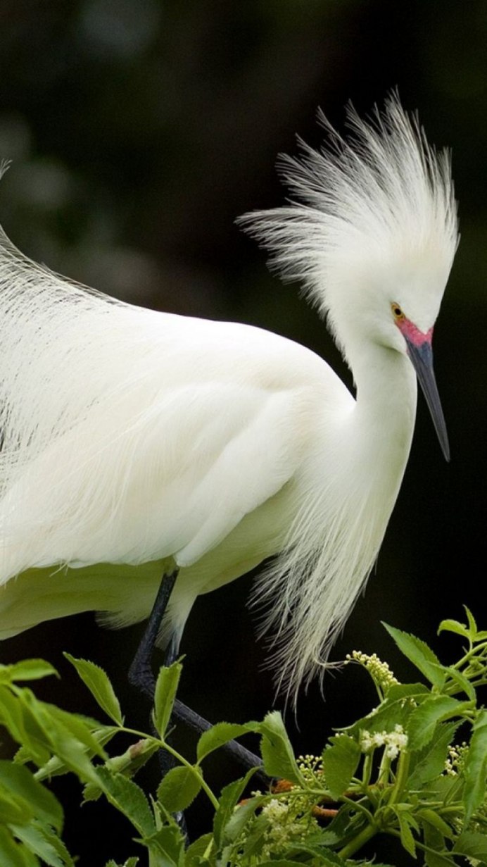 Хохлатая голубая Сойка