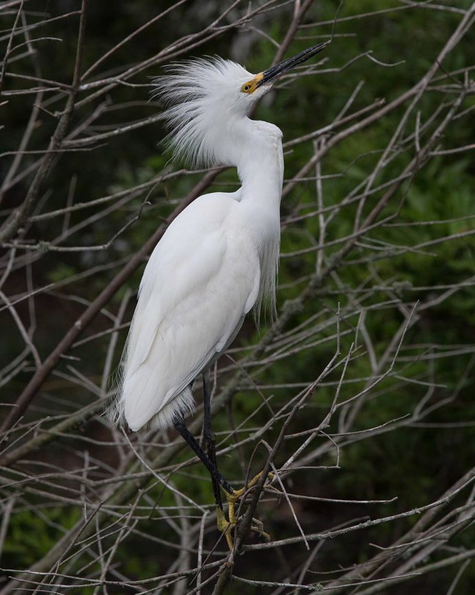 Белая хохлатая цапля