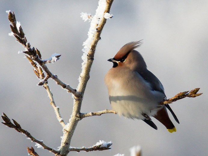 Чибис полевой птица