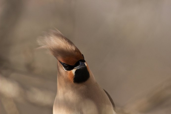 Индийский Павлин белый