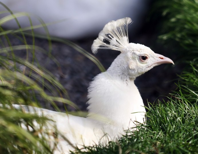 Малая голубая цапля