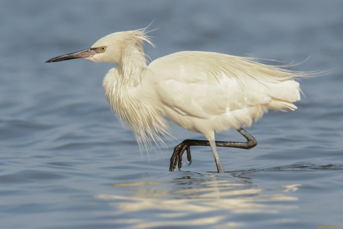 Попугай Какаду