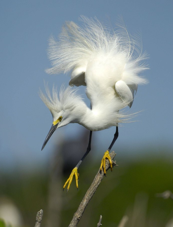 Птичка с хохолком в Ленинградской