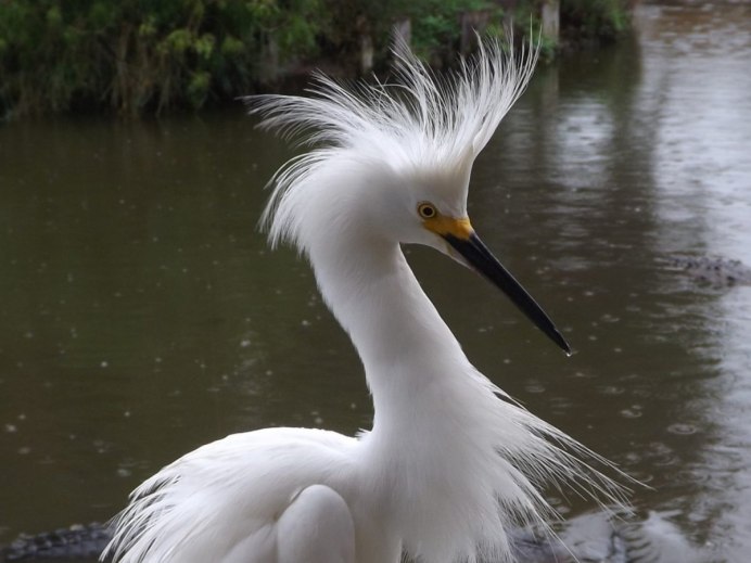 Попугай большой желтохохлый Какаду