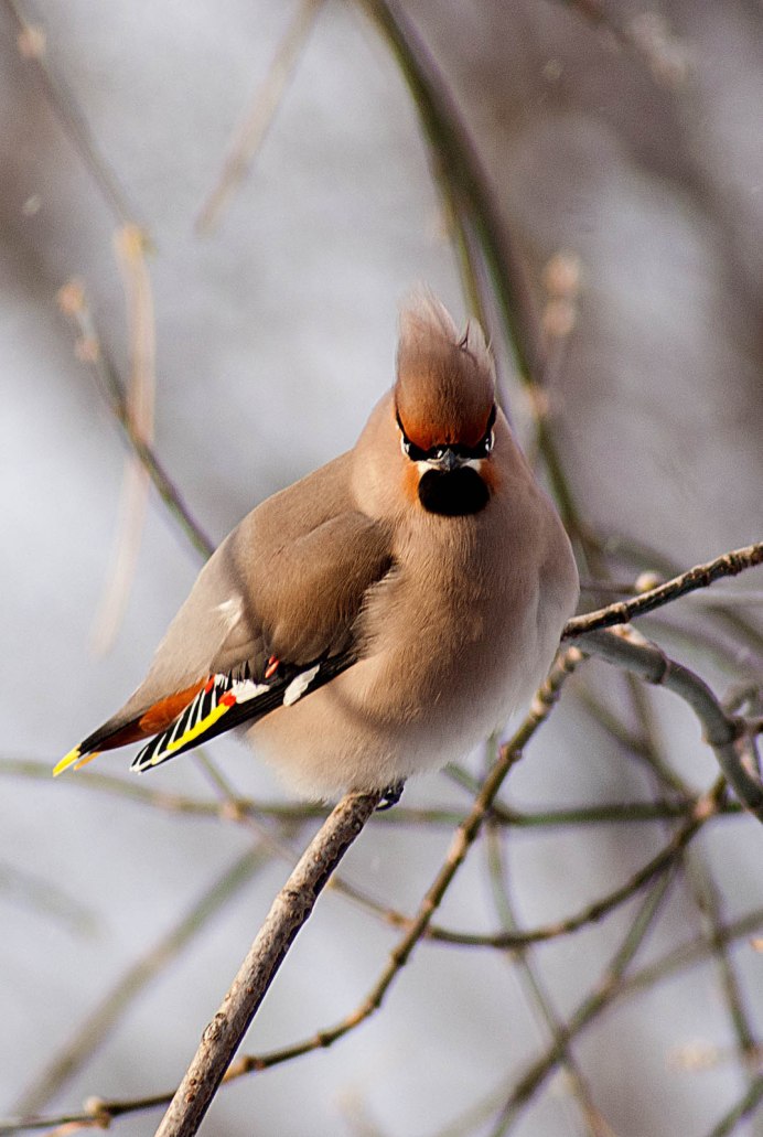 Фиолетовый Лесной Удод