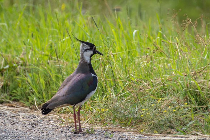 Браминский скворец (Sturnus pagodarum)
