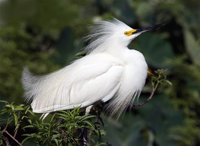 Белая хохлатая цапля