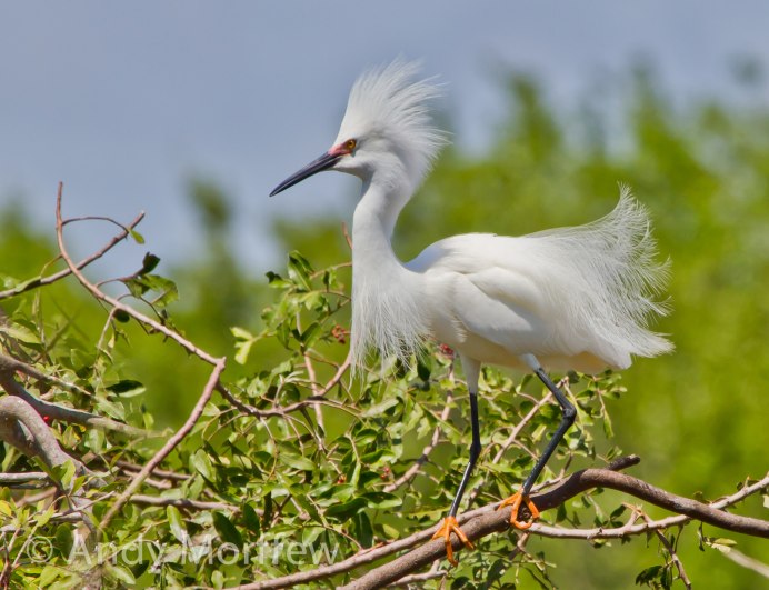 Белая американская цапля Egretta Thula