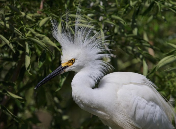 Белая хохлатая цапля