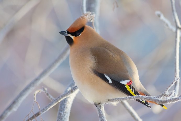 Птичка с ирокезом на голове