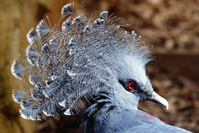 Reddish Egret птица