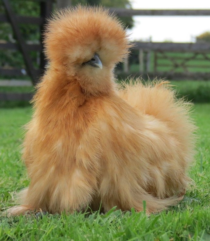 Silkie Bantam