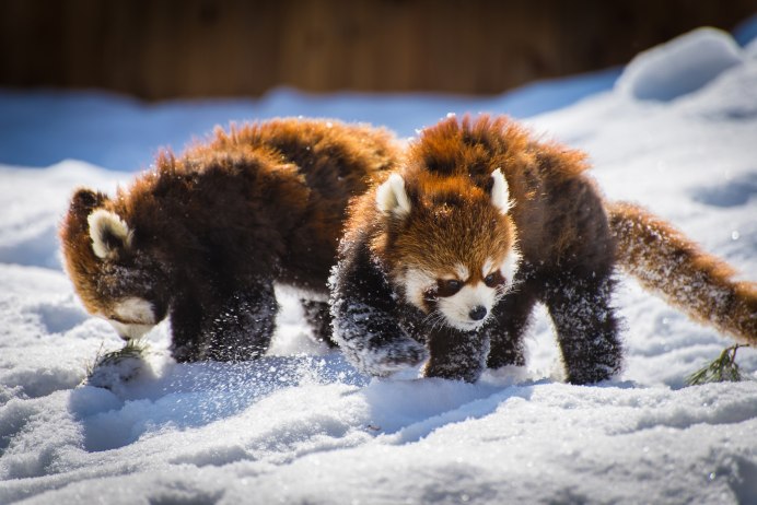 Foodpanda в снег