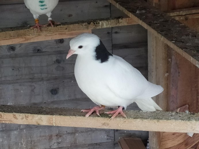 Pigeon Bar