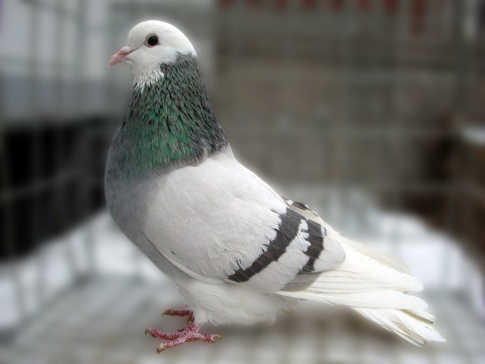 Кировские гривуны