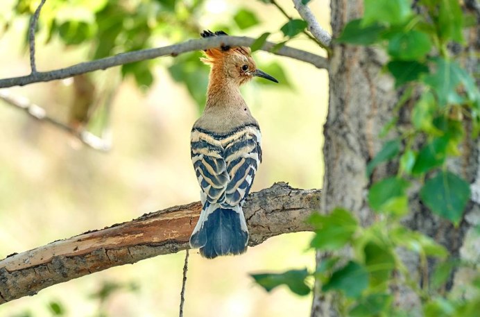 Hop, Vogel