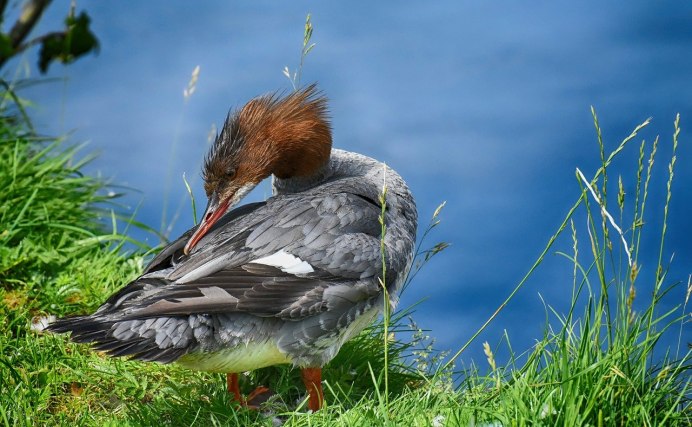 Большой крохаль - Mergus Merganser (l.).
