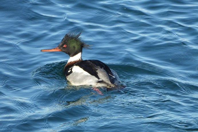 Большой крохаль Mergus Merganser