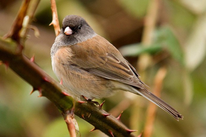 Phylloscopus fuscatus