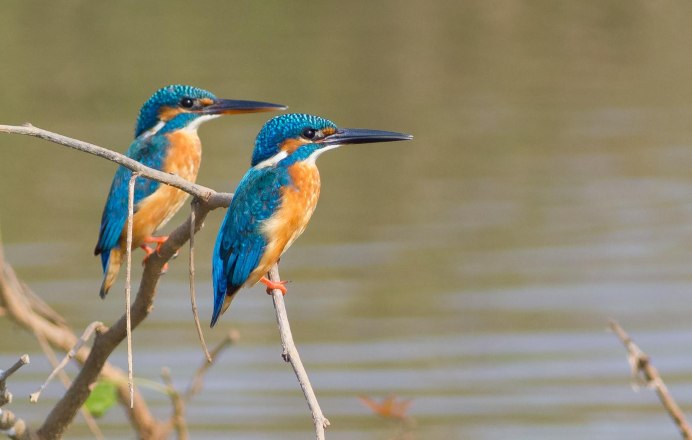 Обыкновенный Зимородок – Alcedo Atthis l.
