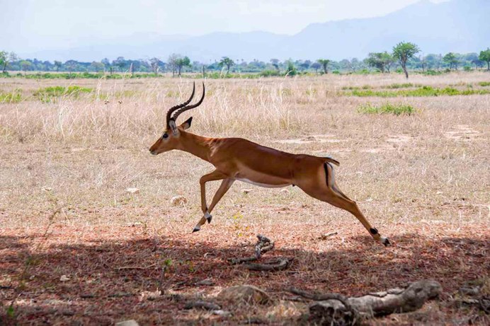 Кулан Equus hemionus красная книга
