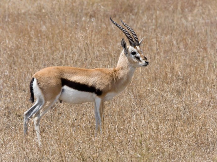 Pantholops hodgsoni
