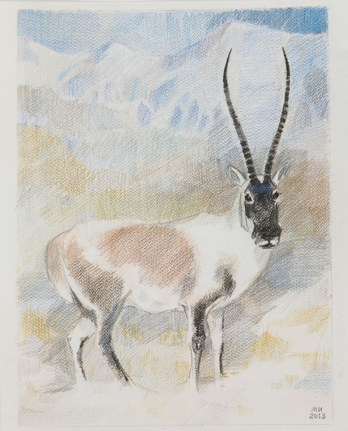 Tibetan Antelope