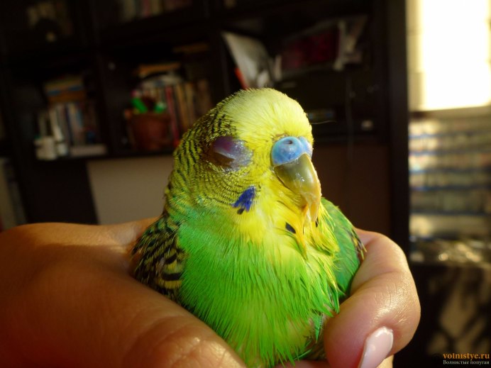 Волнистый попугай розовый