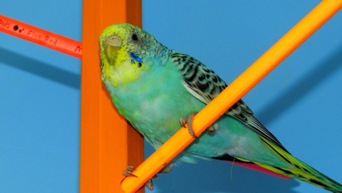 Взрослый волнистый попугай