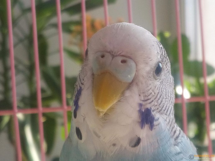 Обои на рабочий стол попугаи волнистые