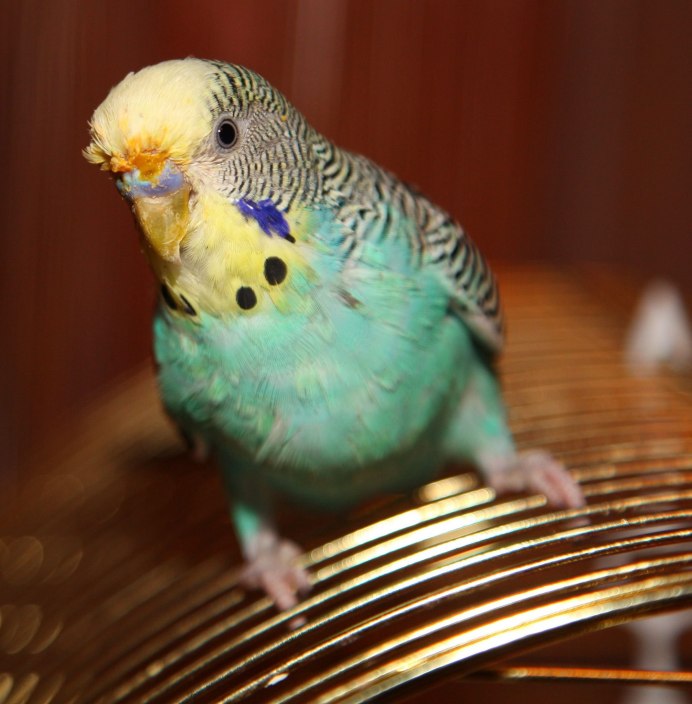 Волнистый попугайчик окрасы