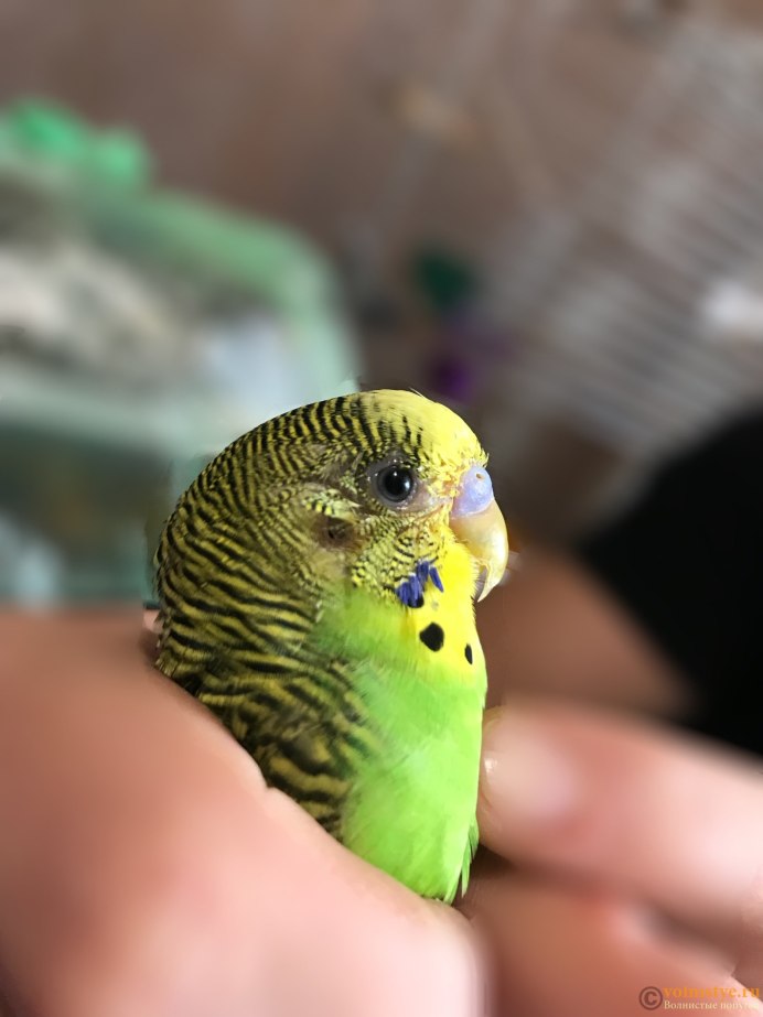 Опалиновый волнистый попугай