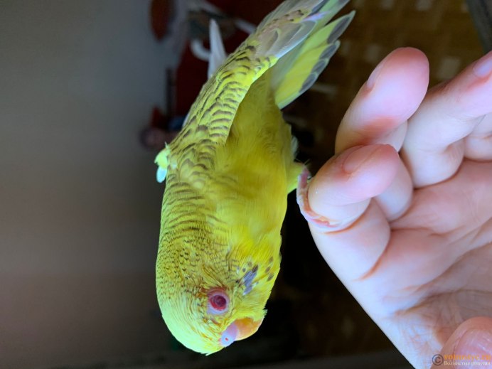 Волнистый попугай черноклювик