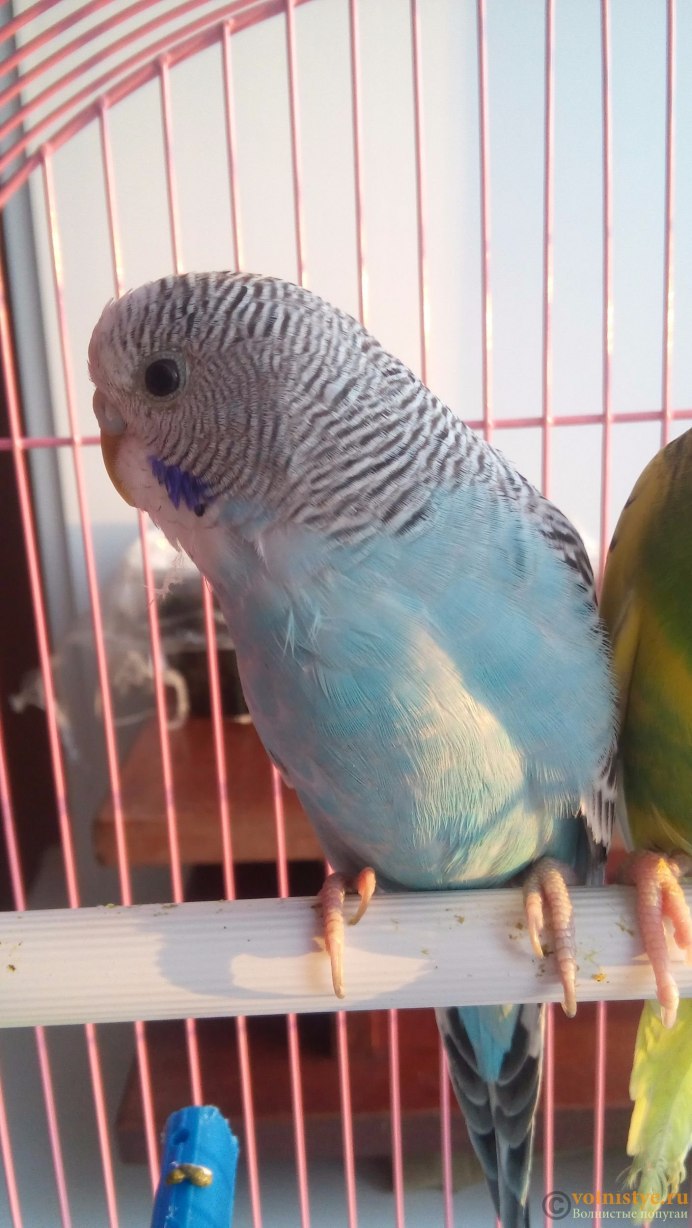 Волнистый попугайчик