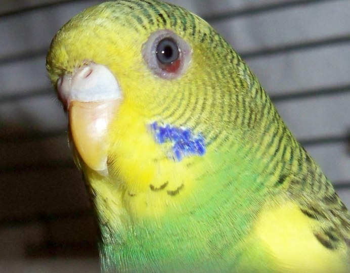 Хива волнистый попугайчик