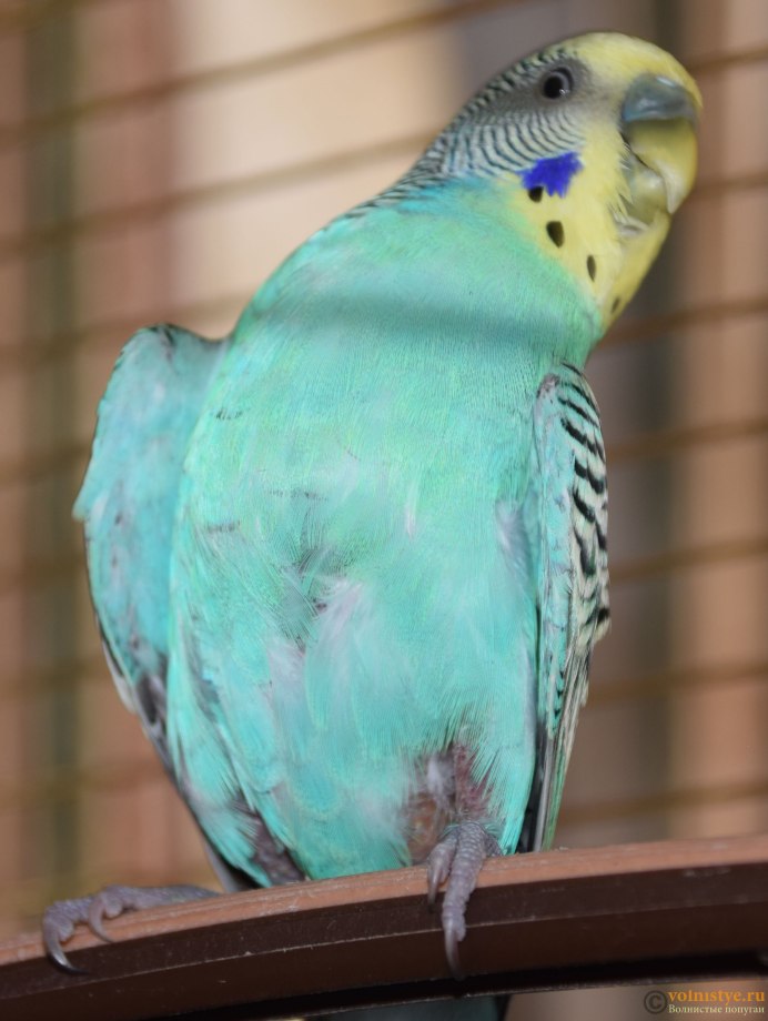 Волнистый попугайчик окрасы