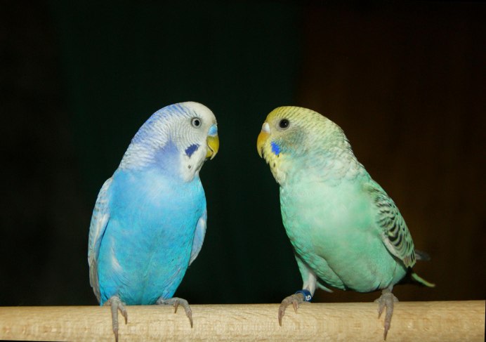 Волнистый попугайчик красный