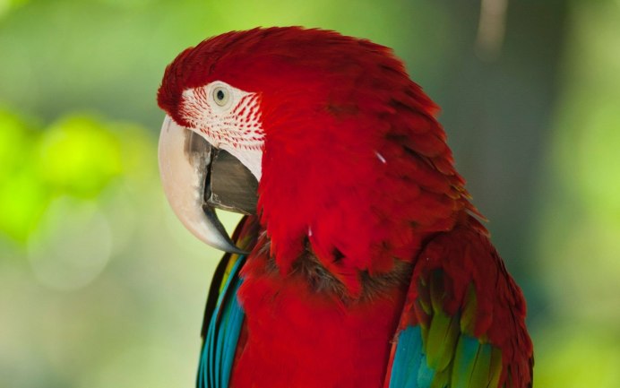 Оранжевый волнистый попугайчик