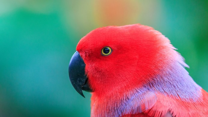 Попугай волнистый голубой