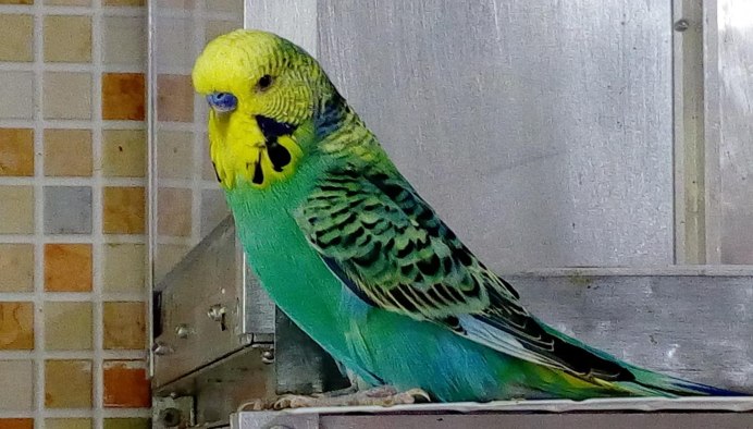 Волнистый корелла Розелла