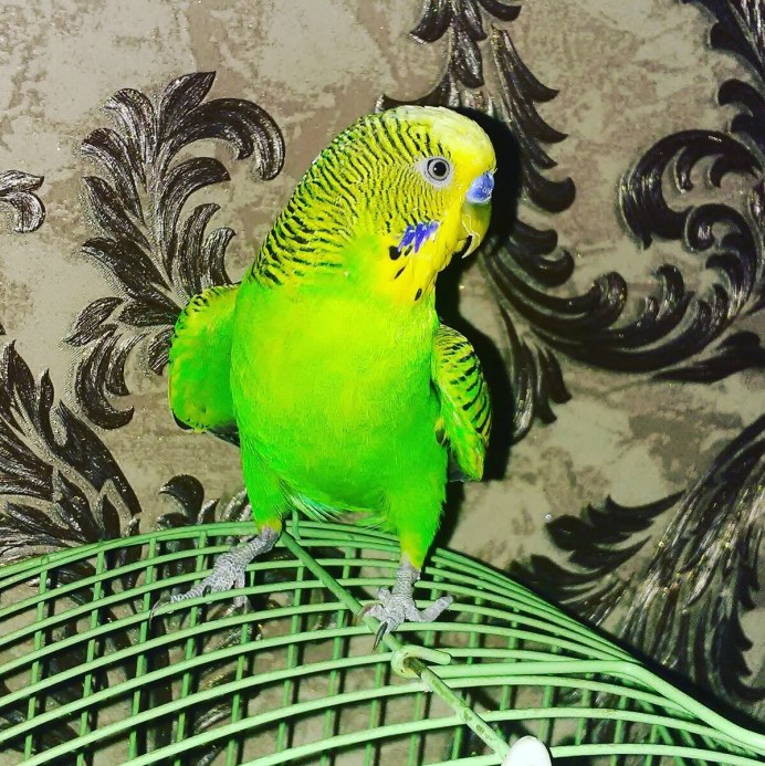 Рыжий волнистый попугай